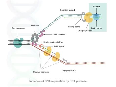 Rna Primer