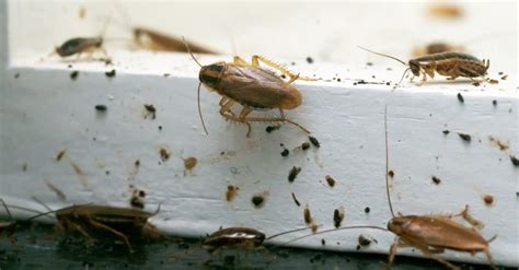 roaches in ohio