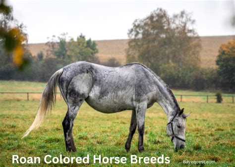 roan color