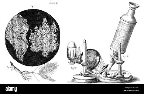 robert hooke microscope diagram
