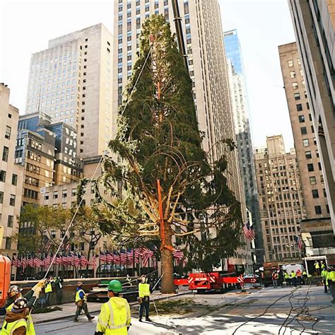 Rockefeller Tree Tragedy