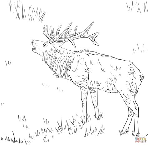 Rocky Mountain Elk Coloring Page Coloring Nation Rocky Mountains Coloring Page - Rocky Mountains Coloring Page