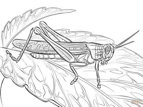 Rocky Mountain Locust Coloring Page Rocky Mountains Coloring Page - Rocky Mountains Coloring Page