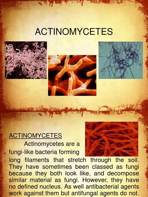 role of actinomycetes in soil pdf