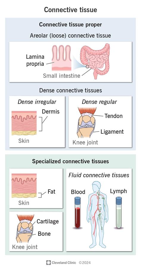 role of connective tissue in periodontal diseases