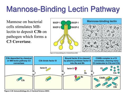 Role Of The Mannose Binding Lectin In Innate Immunity