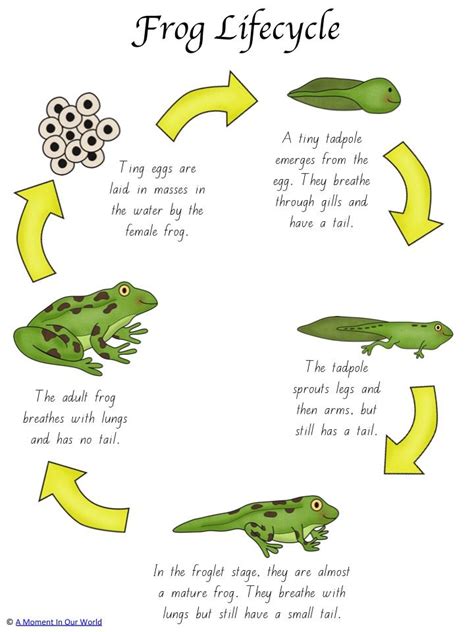 Role Play Life Cycle Of Frog Teachersmag Com Frog Worksheet 1st Grade - Frog Worksheet 1st Grade