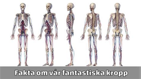 rolig fakta om kroppen