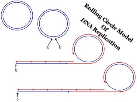 Rolling Circle Model Of Dna Replication