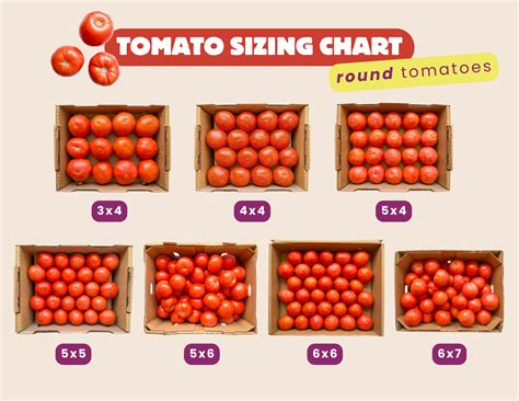 Roma Tomato Size Chart