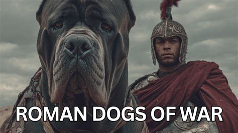 Roman War Dogs
