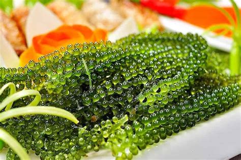 rong nho | Rong nho l g Rong nho c