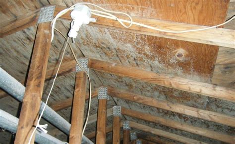 roof leak mold