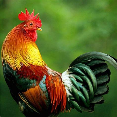 rooster colors