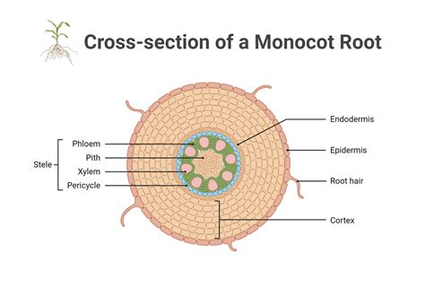 Root Cross Section Labeled