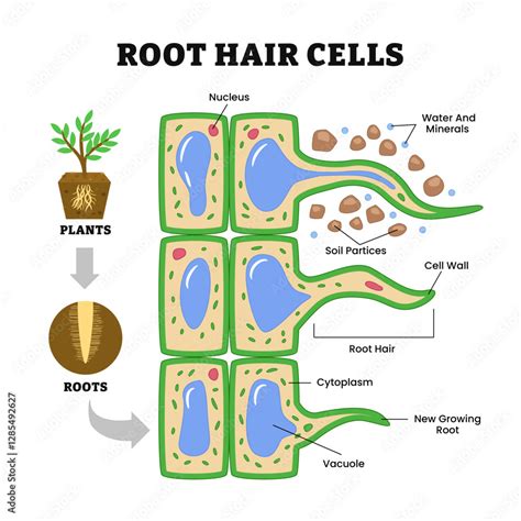 Root Hair Cells