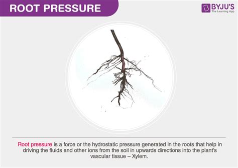 Root Pressure Definition