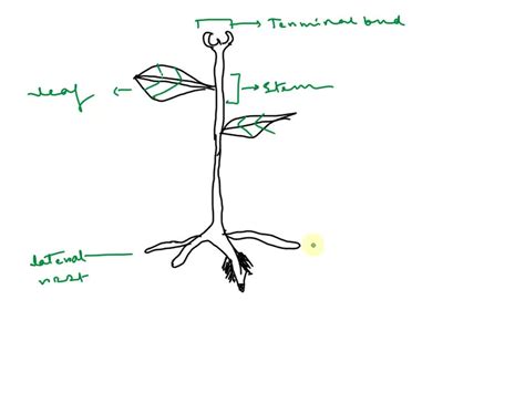 Root Stem And Leaf Lab Edhsgreensea