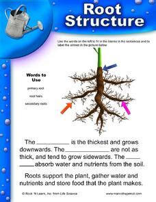 Root Structure Worksheets K12 Workbook Structure Of A Root Worksheet - Structure Of A Root Worksheet