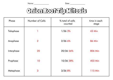 root tip mitosis answer sheet