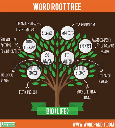 root word autobiography