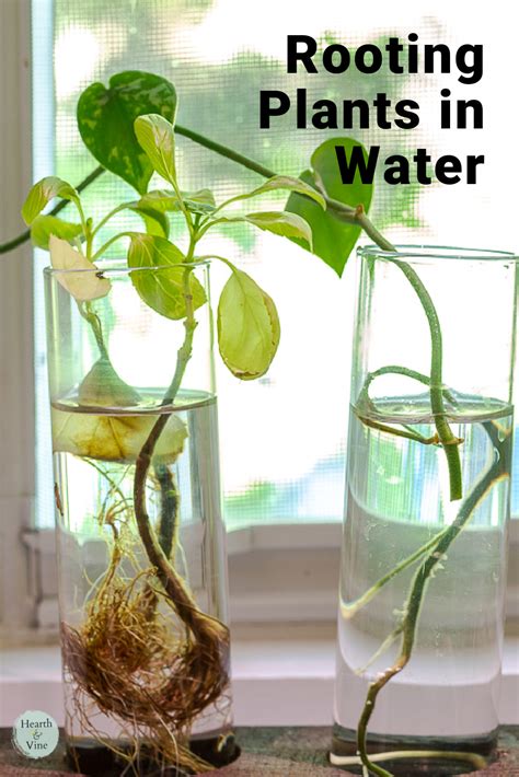 Rooting For Plants