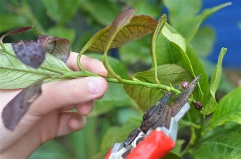 rooting lime tree cuttings in water