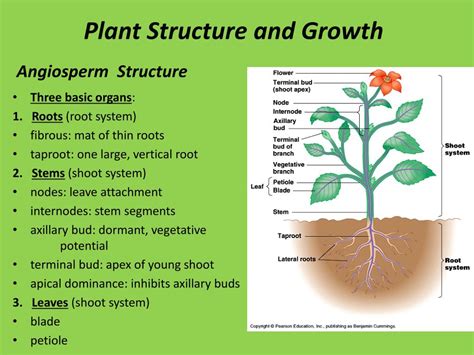 Roots Amp Stems Overview Structure Amp Functions Study Structure Of A Root Worksheet - Structure Of A Root Worksheet