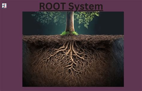 roots meaning