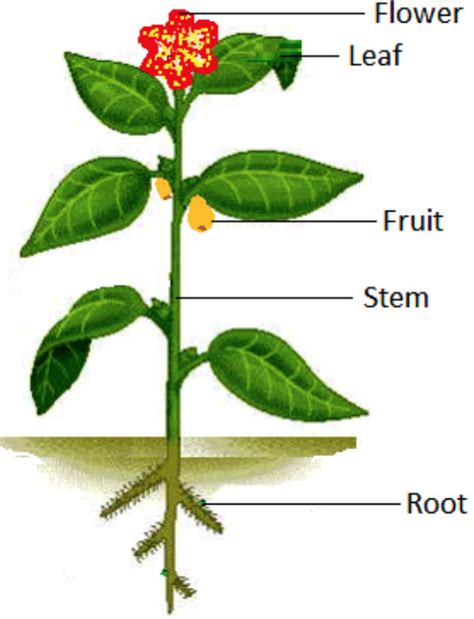 Roots Stems And Leaves 5th Grade Science Worksheets Leaves Worksheet Answers - Leaves Worksheet Answers