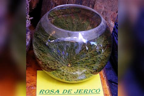 Rosa De Jericó