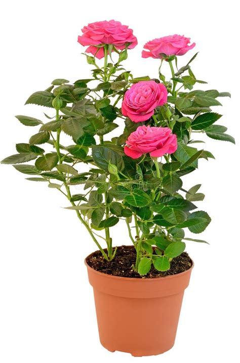 rose flowerpot