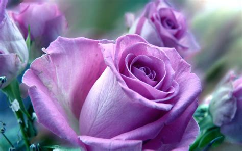 rose violet color