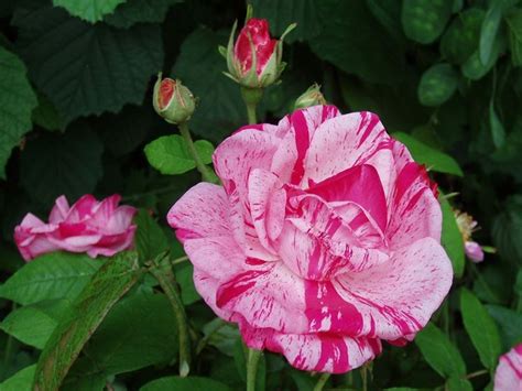 Full Download Rose Antiche 