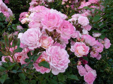 Roses 2011