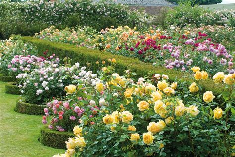 Rose's Garden