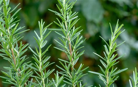 rosmarin krydda