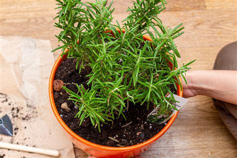 rosmarino in balcone