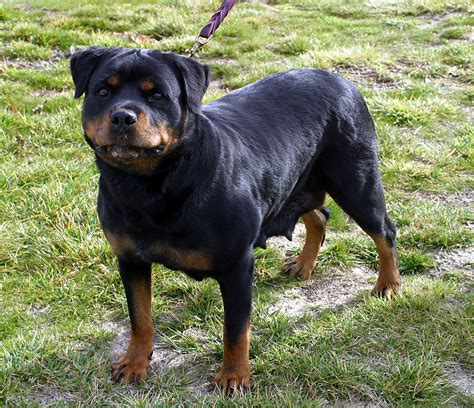 Rot Velar Dog