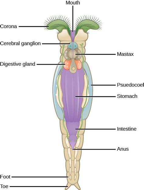 Rotifer Anatomy