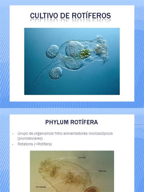 rotiferos - piscinas fibra