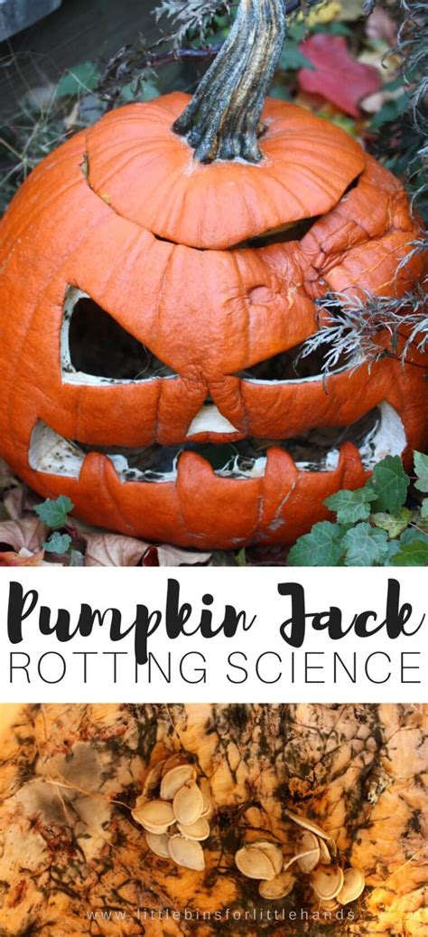 Rotting Pumpkin Jack Experiment Little Bins For Little Pumpkin Science Experiment - Pumpkin Science Experiment