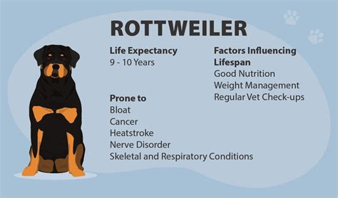 Rottweiler Average Life Expectancy