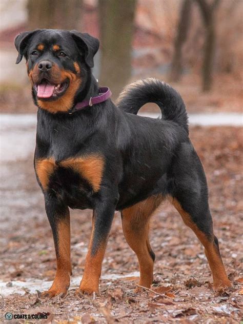 rottweiler colors