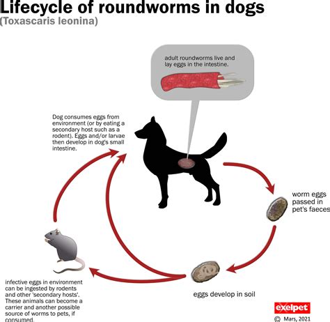 roundworm - Encyclopedia of Life