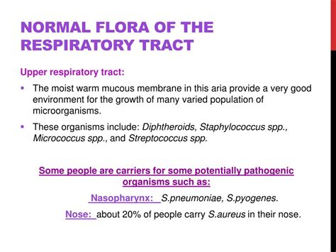 routine respiratory flora