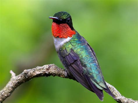 ruby throated hummingbird colors