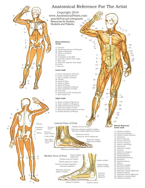 rudman anatomy study guides
