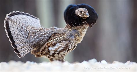 Ruffed Grouse American Bird Conservancy Ruffed Grouse Coloring Page - Ruffed Grouse Coloring Page