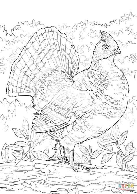 Ruffed Grouse Coloring Page Coloring Pages Coloring Pinterest Ruffed Grouse Coloring Page - Ruffed Grouse Coloring Page